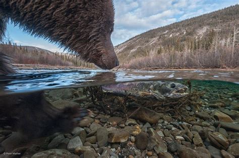 Wildlife Photographer Of The Year Contest Boasts Stunning Animal