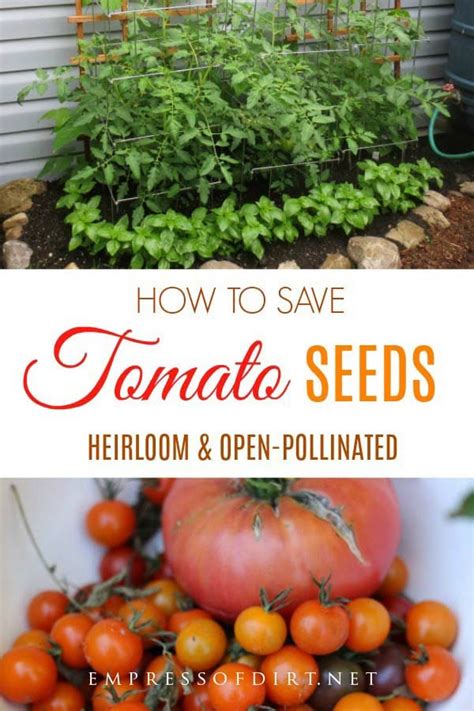 How To Save Heirloom Tomato Seeds Empress Of Dirt