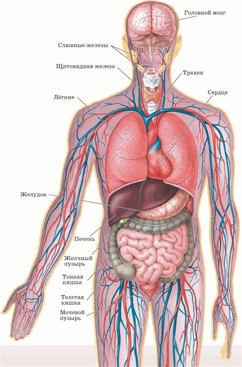 Анатомия Органов Человека В Картинках Telegraph