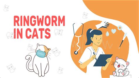 Ringworm In Cats Symptoms Treatment And Prevention Petmoo