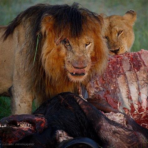 The lion with the distinctive cut across its eye was spotted in the maasai mara by jose eugenio fernandez tores, 43, from spain. Scar... #lion #buffalo #kill #africa #hunting #scarface # ...