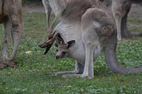 What Are Baby Kangaroos Called The Life Of A Joey