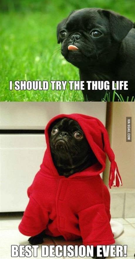 Pin By Anne Coleman On Dogs Dogs Dogs Pugs Funny Funny Animal
