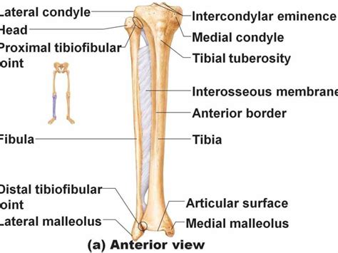 A Anatomy Of Tibia And Fibula Tutorial On The General Anatomy Of Tibia