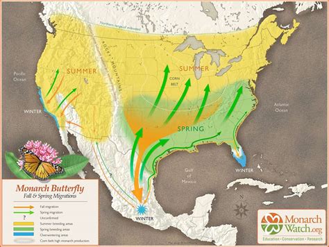 La Migración De Las Mariposas Monarca Está En Riesgo Pero Hay Un Plan