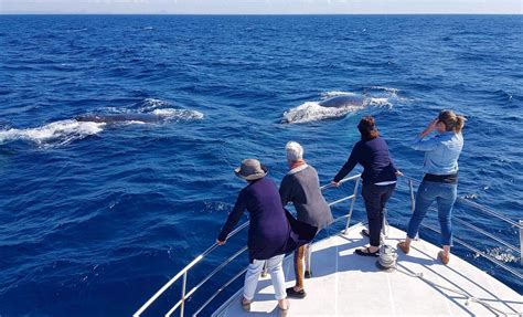 When Is The Right Time To Go Whale Watching Sunshine Coast Afloat