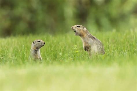 The 2021 awards are currently accepting entries until june 30. Hilarious Entries from the 2018 Comedy Wildlife ...