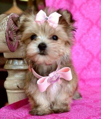 We did not find results for: Lovable Morkie Puppies - 9 wks for Sale in Lisbon, Ohio ...
