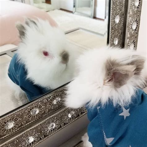 Our Sweet Sugar Looking In The Mirror Sugar Bunny Rabbit Cute