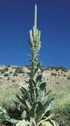 Barn owls offer an effective form of natural pest control that often provides better results than conventional trapping or poisons. Wyoming Designated Weeds - GOSHEN COUNTY WEED AND PEST ...
