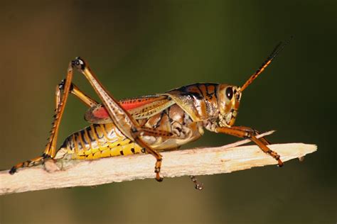 Maycintadamayantixibb Why Was Kung Fu Called Grasshopper