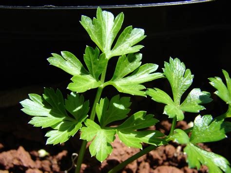 Parsley Herb | Nutrition | Health Benefits | Recipes | HubPages