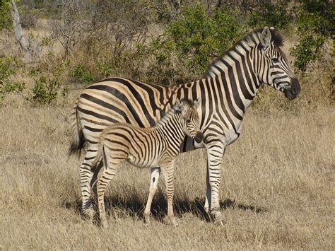 Zebra Mom And Baby Zebra Baby Animals White Spot