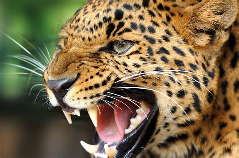 Cool Animal Wallpapers 63 Images