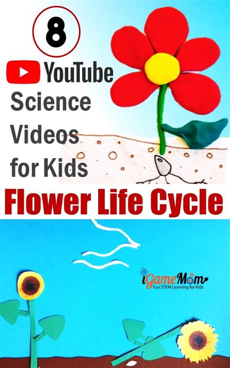 Summary not wanting to face eating in a lunchroom full of kids staring at her, aven decides to lock herself in the handicap stall in the bathroom and eat her peanut. 8 Life Cycle of Flowering Plant Science YouTube Videos for ...