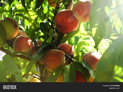 Peaches On Tree Image And Photo Free Trial Bigstock