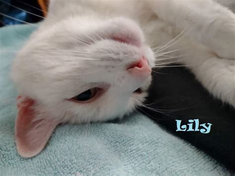 Solve Lily Wants Chin Rubs Jigsaw Puzzle Online With 12 Pieces