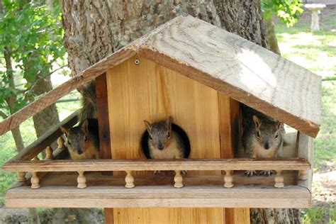 How do you remove squirrels from your attic? Building A Squirrel House: - Page 2 - Woodworking Talk ...