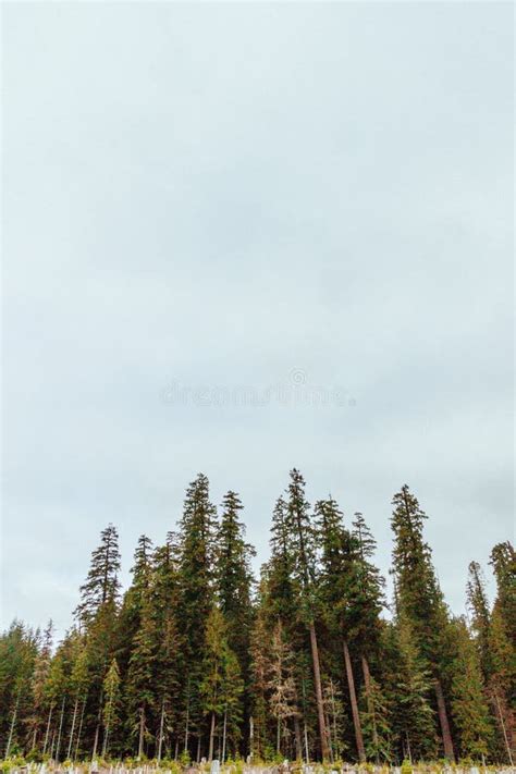 Low Angle Shot Of A Forest With Beautiful Tall Pine Trees Stock Image