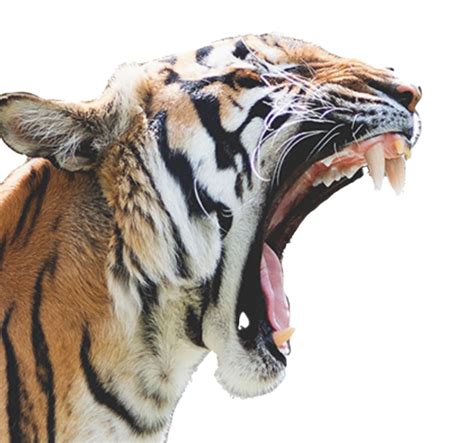 Tiger Roar Png Immagine PNG All