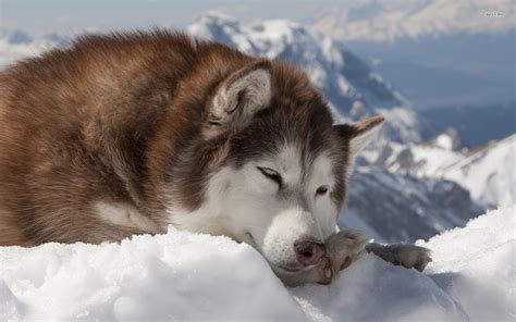 🔥 43 Alaskan Husky Wallpaper Wallpapersafari
