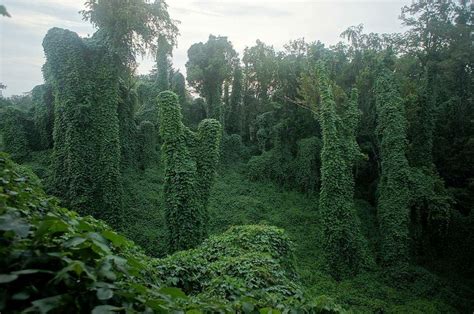 The Day Of The Kudzu Feed2know Landscape Plants Outdoor