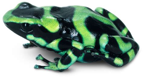 Make a small bump on top of the head. Poisonous Frogs | Poison Dart Frogs | DK Find Out