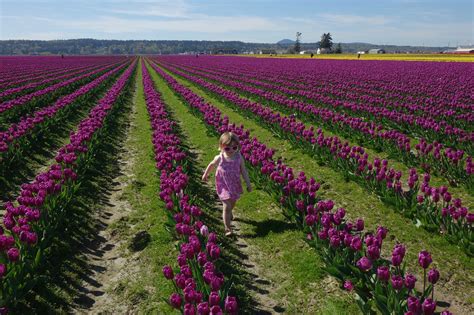 Skagit Valley Tulips Where Are Sue And Mike