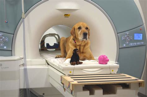 What Does An Mri Scan Show On A Dog