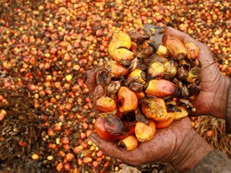 Cara tradisional merupakan cara yang dipakai oleh orang tua kita pada jaman dahulu. Cara Buat Minyak Goreng dari Kelapa Sawit Secara Mudah