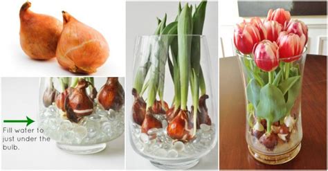 Tulips will thrive in a bright location away from direct heat. How To Grow Tulips In A Vase - Easy & Fun! | How To ...