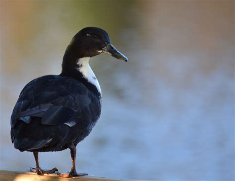 Black Duck Identify This Wildlife The Rspb Community