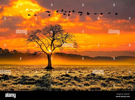 The Tree Of Life Eternal Symbol Of Immortality And Rebirth Stock Photo