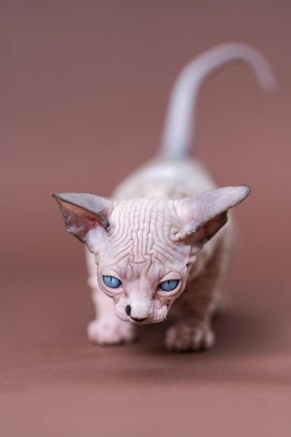 Premium Photo Young Canadian Sphynx Cat Of Color Chocolate Mink And