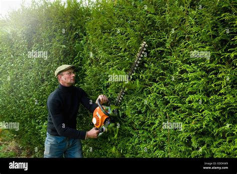 A Man Trimming A Tall Hedge With A Motorized Hedge Trimmer Stock Photo