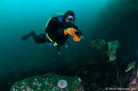 Arctic Diving In Lofoten Islands Norway Underwater