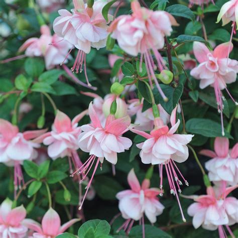 Fuchsia Southgate Perennial And Biennial Plants Thompson And Morgan