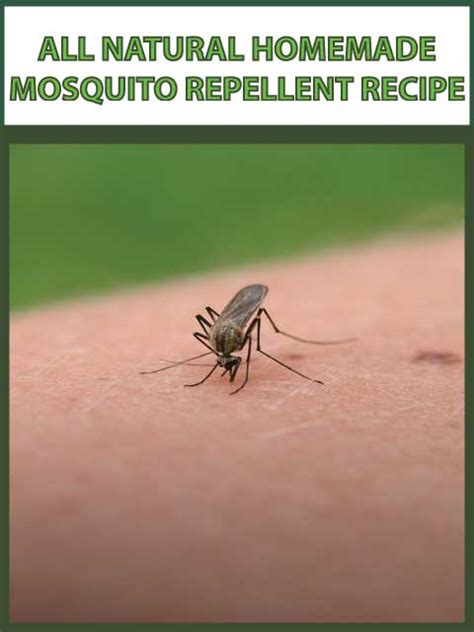 All Natural Homemade Mosquito Repellent Recipe All Natural And Good