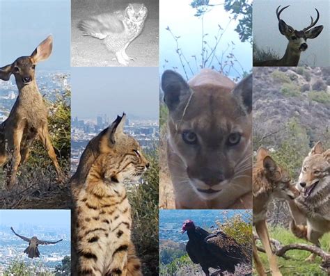 Support Las Wildlife Ordinance — Citizens For Los Angeles Wildlife