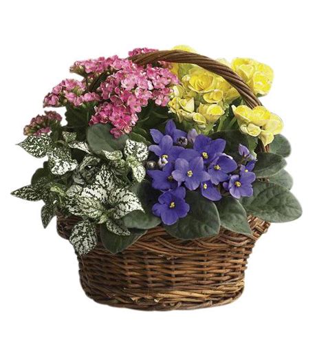 Assorted Blooming Plants In Basket