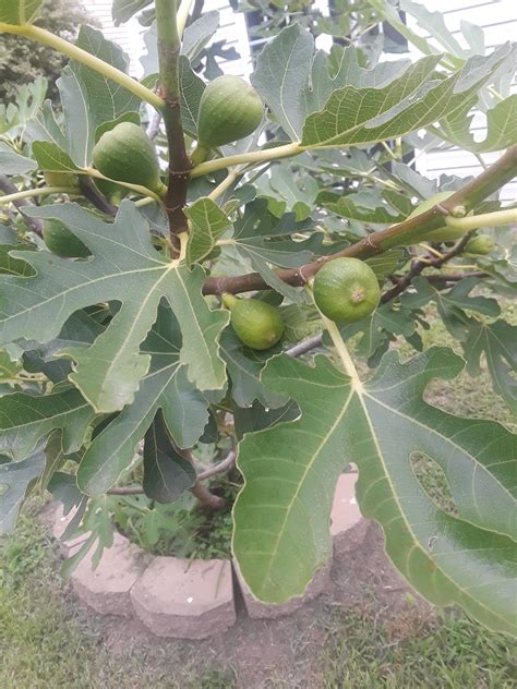 Browse through the hundreds of varieties of high quality bare root fruit trees, shrubs and vines we sell online. What kind of fruit tree is this? NC, USA : treeidentification