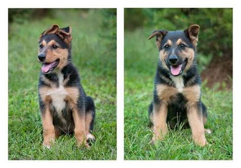 Border collies make great herding dogs as well as great companions. View Ad: Border Collie-German Shepherd Dog Mix Puppy for ...