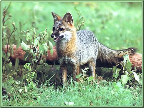 Gray Fox Urocyon Cinereoargenteus 회색여우 Display Full Image