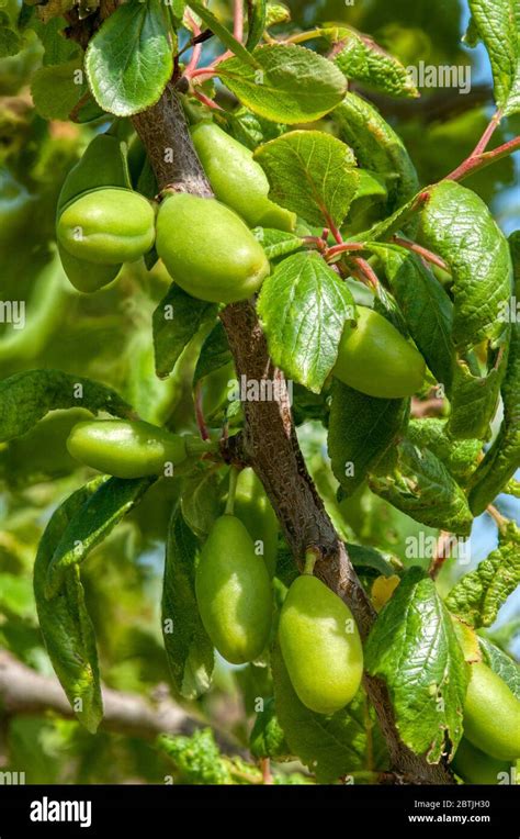 Prune Tree Hi Res Stock Photography And Images Alamy