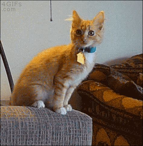 Frequent violations of this rule may result in a ban. cat fight gifs | WiffleGif