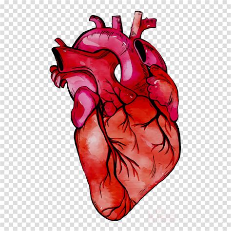 Labeled Human Heart Png Free Labeled Human Heart Png