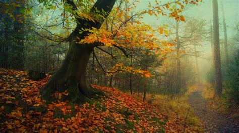 Nature Landscape Forest Path Fall Leaves Mist Trees Moss Roots
