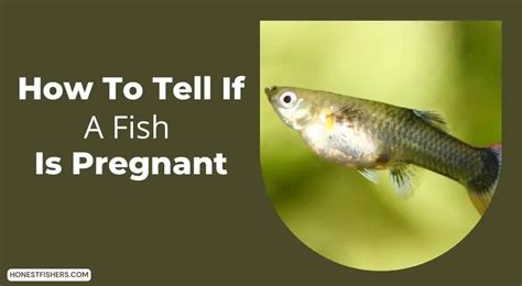 How To Tell If A Fish Is Pregnant Honest Fishers