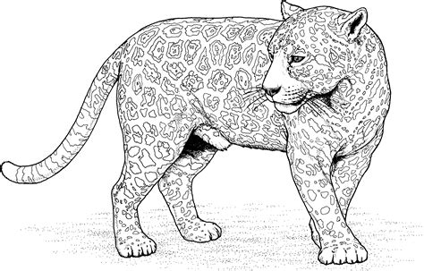 Jaguar coloring pages to download and print for free