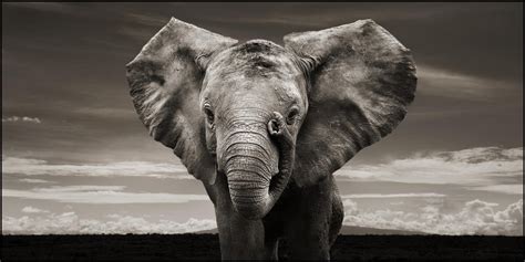 Elephant Desktop Background Wallpapersafari
